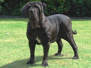 neapolitan-mastiff picture