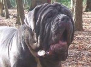 neapolitan-mastiff picture
