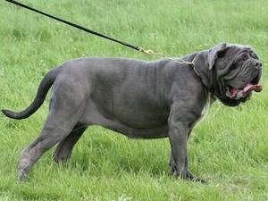 neapolitan-mastiff picture