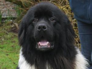 newfoundland picture