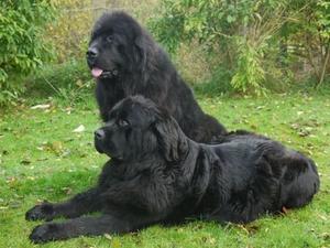 newfoundland picture