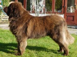 newfoundland picture