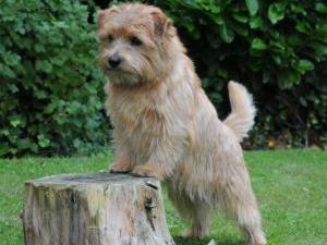 norfolk-terrier picture