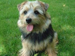 norfolk-terrier picture