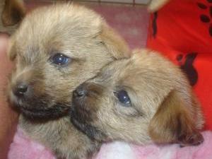 norfolk-terrier picture