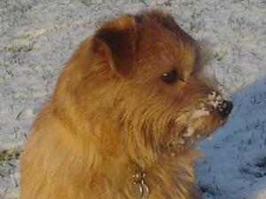 norfolk-terrier picture