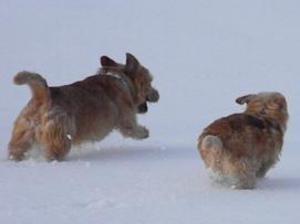 norfolk-terrier picture