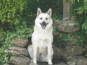 norwegian-buhund picture