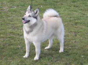 norwegian-buhund picture