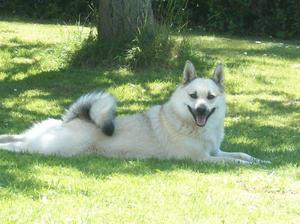 norwegian-buhund picture