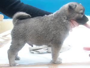 norwegian-buhund picture
