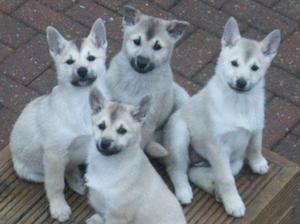 norwegian-buhund picture