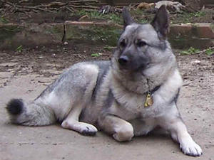 norwegian-elkhound picture