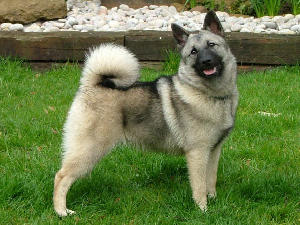 norwegian-elkhound picture
