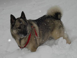 norwegian-elkhound picture