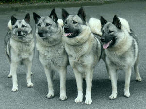 norwegian-elkhound picture