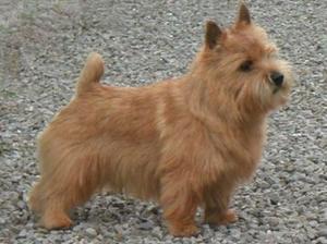 norwich-terrier picture