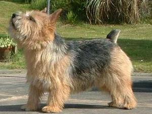norwich-terrier picture