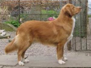 nova-scotia-duck-tolling-retriever picture