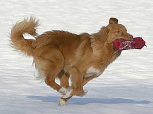 nova-scotia-duck-tolling-retriever picture
