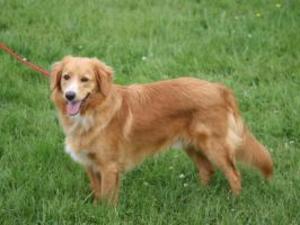 nova-scotia-duck-tolling-retriever picture