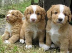 nova-scotia-duck-tolling-retriever picture