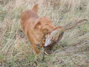 nova-scotia-duck-tolling-retriever picture
