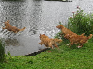nova-scotia-duck-tolling-retriever picture