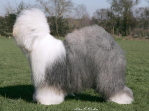 Old English Sheepdog picture
