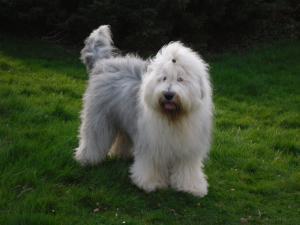 old-english-sheepdog picture
