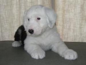 old-english-sheepdog picture