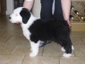 old-english-sheepdog picture