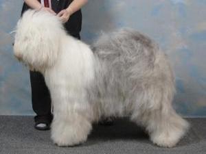 old-english-sheepdog picture