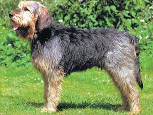 otterhound picture
