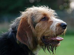 otterhound picture