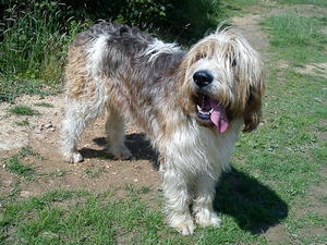 otterhound picture