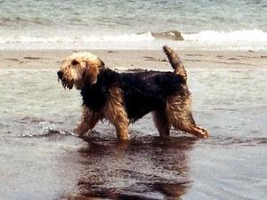 otterhound picture