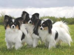 papillon picture