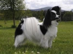 papillon picture