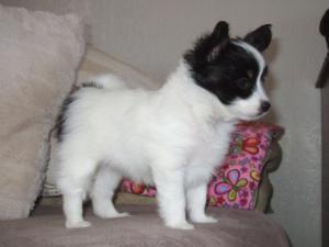 papillon picture