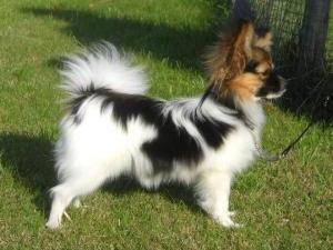 papillon picture