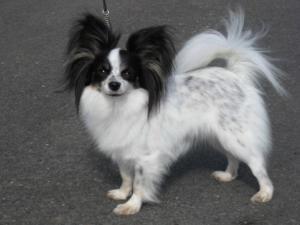 papillon picture