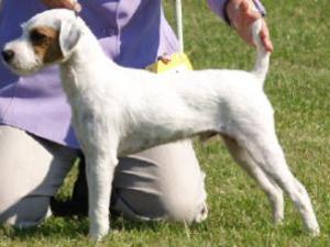 parson-russell-terrier picture
