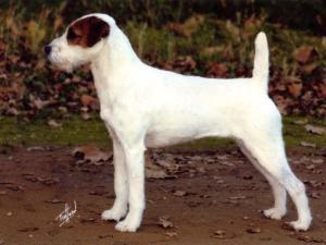 parson-russell-terrier picture