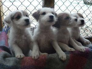 parson-russell-terrier picture