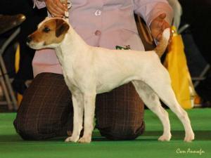 parson-russell-terrier picture