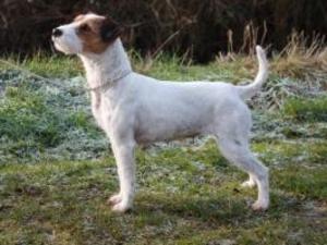 parson-russell-terrier picture