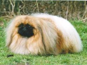pekingese picture