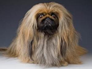 pekingese picture