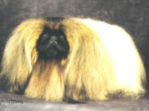 pekingese picture